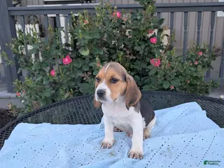 Beagle dogs for sale: Rascal - Ad 2
