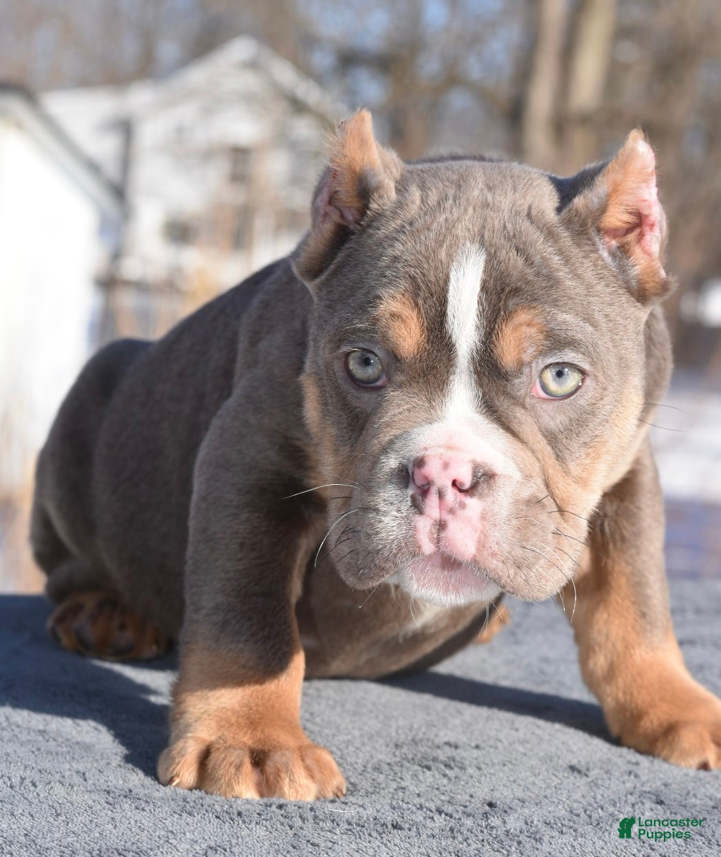 Mixed Breed dogs Kong bully hybrid  - Ad 33