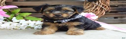Yorkshire Terrier dogs for sale: Marshall - Ad 7