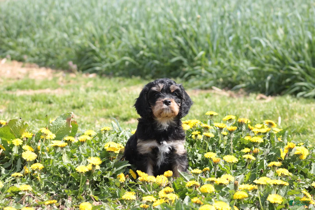 Cavapoo dogs for sale: Chance - Ad 5