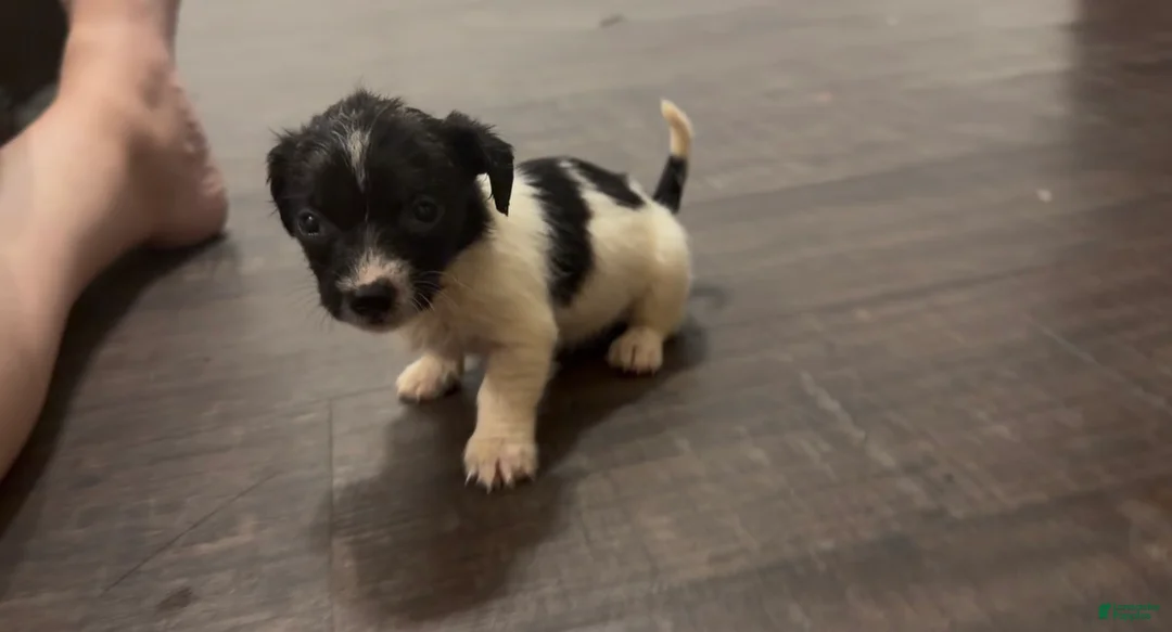 Chihuahua dogs for sale: Chihuahua 2 - Ad 2