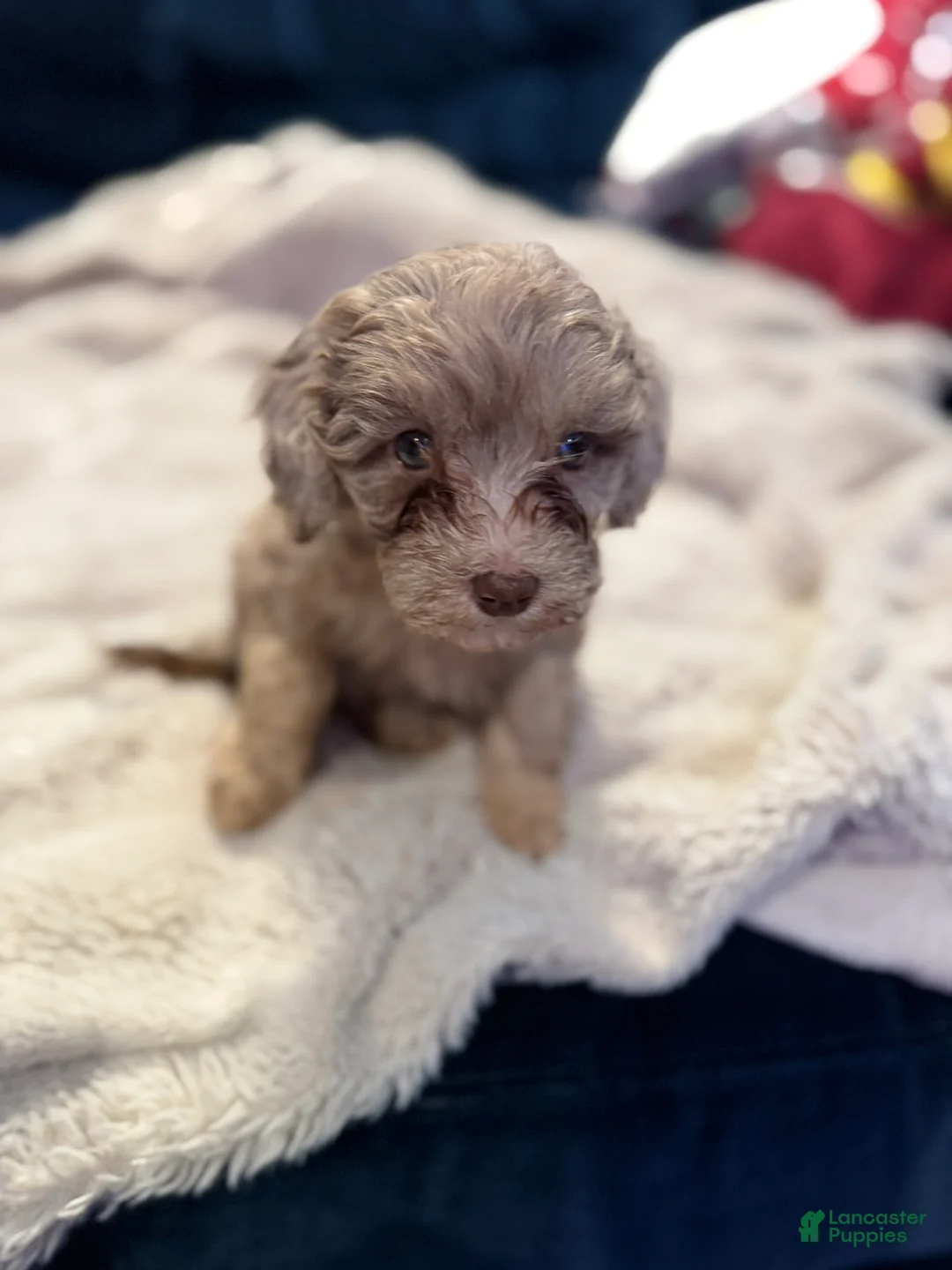 Aussiedoodle dogs for sale: Willow - Ad 1