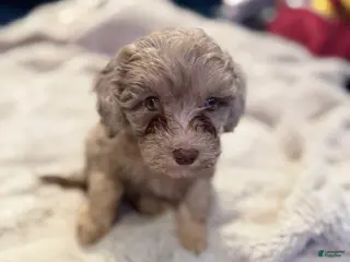 Aussiedoodle dogs Willow - Ad 10