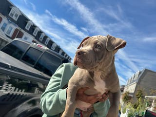 American Bully dogs American Bully Puppy 2 - Ad 18