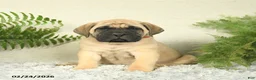 English Mastiff dogs for sale: Alex - Ad 1