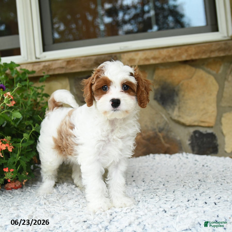 Cavapoo dogs Fancy - Ad 1