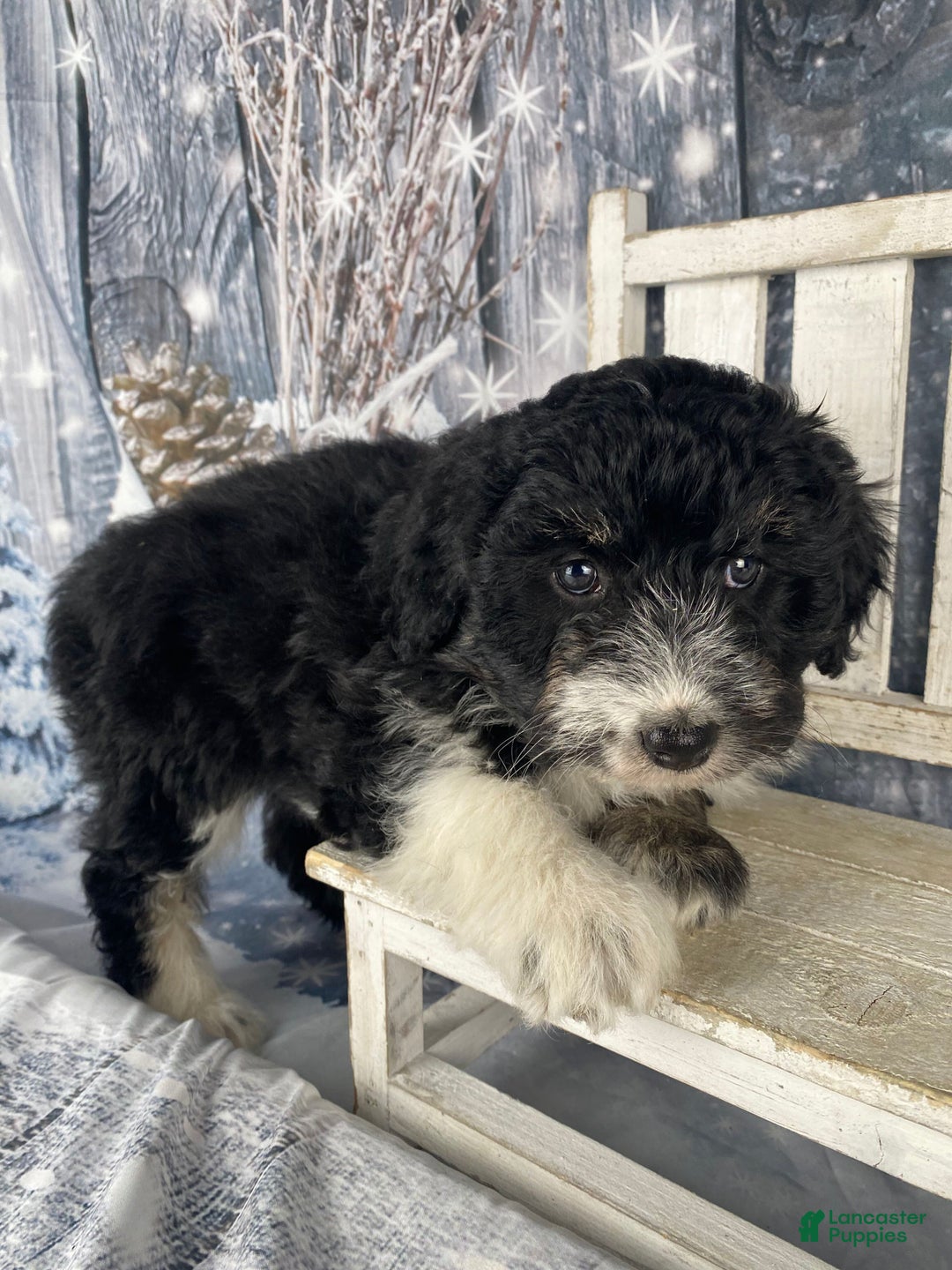 Aussiedoodle dogs for sale: Bella - Ad 10
