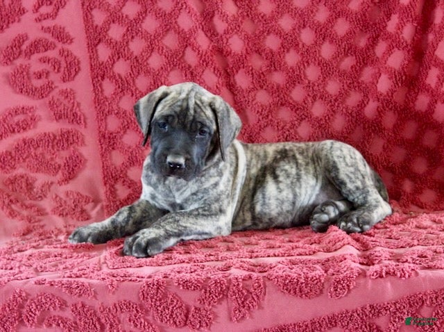 English Mastiff dogs Chester - Ad 30