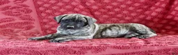 English Mastiff dogs for sale: Chester - Ad 1