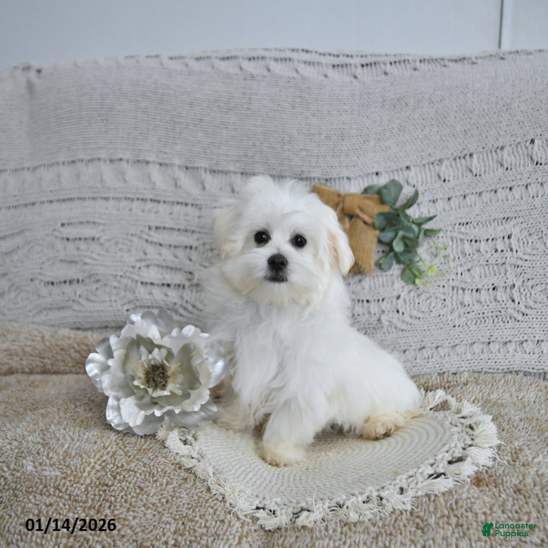 Maltese dogs for sale: Elf - Ad 2