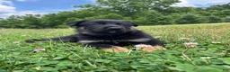 German Shepherd dogs for sale: Celia - Ad 7