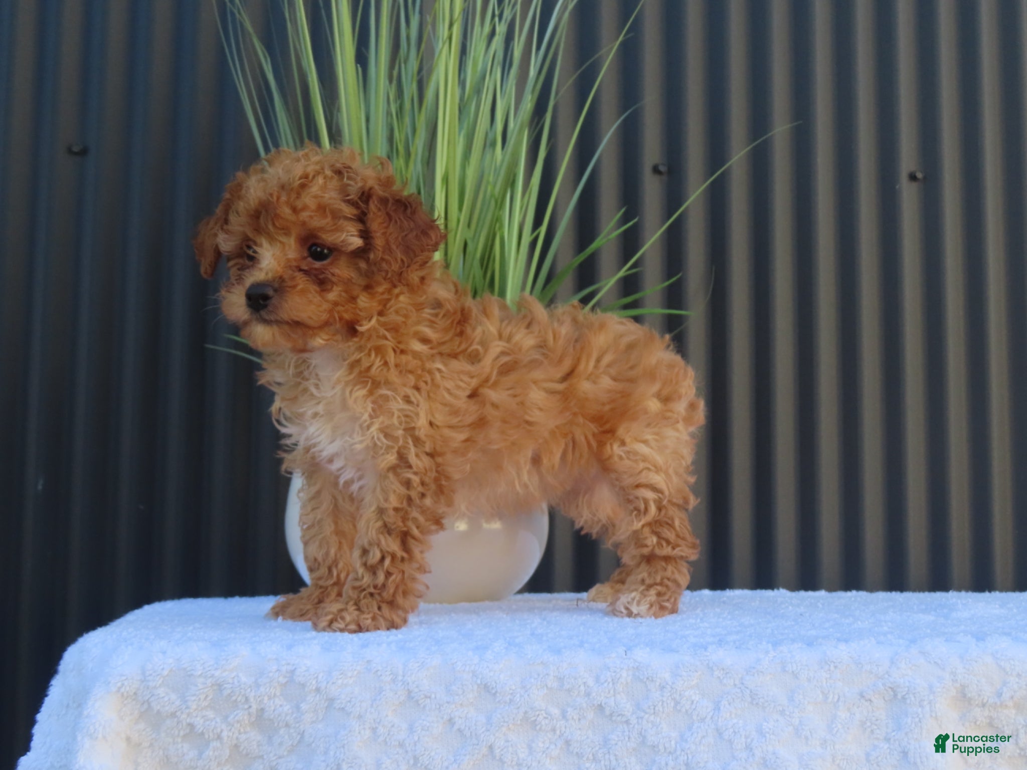 Toy Poodle dogs for sale: Bailey - Ad 6