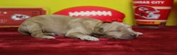 Goldendoodle dogs for sale: Cinder  - Ad 5
