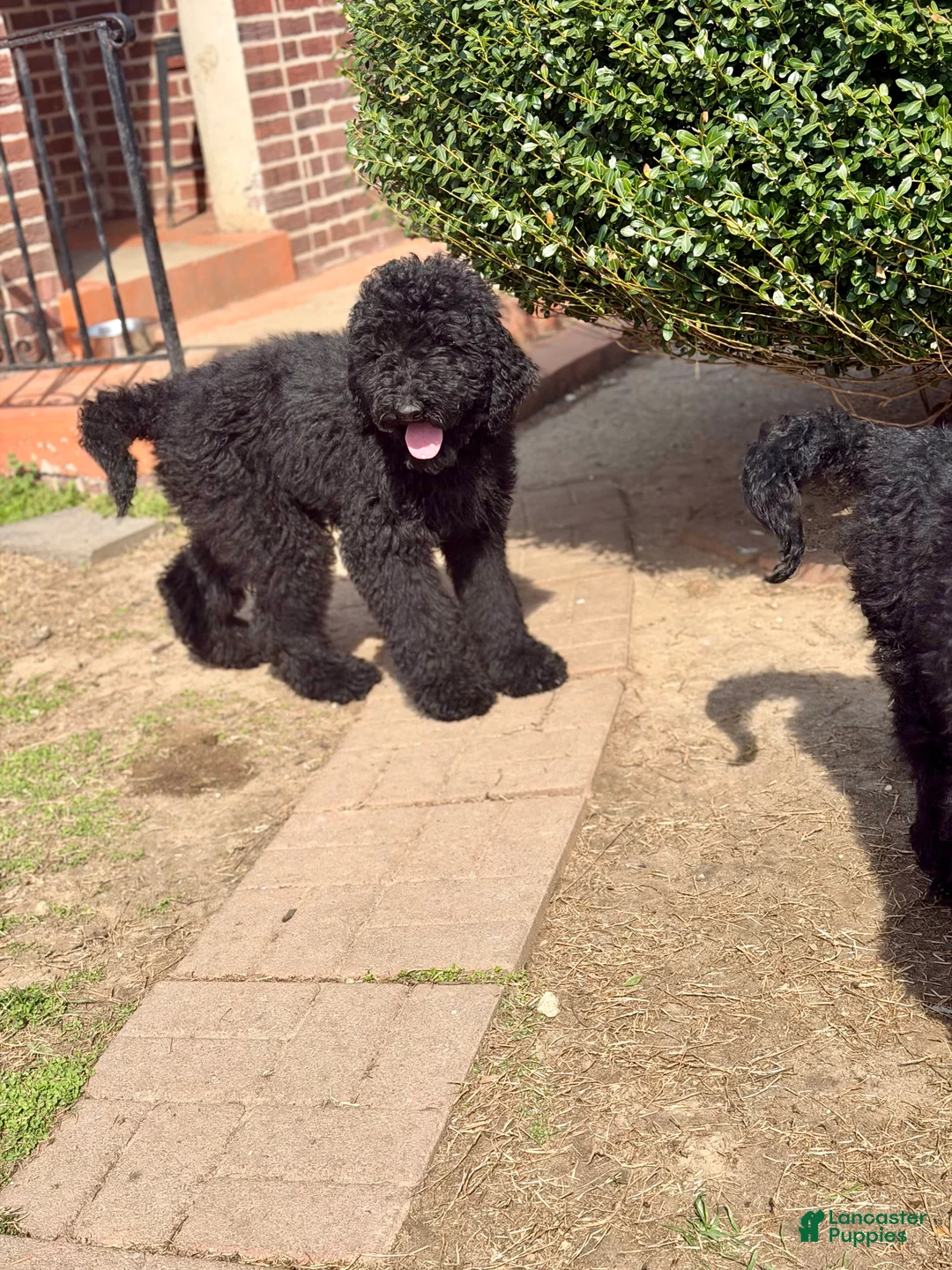 Standard Poodle dogs for sale: Standard Poodle Puppy 2 - Ad 2