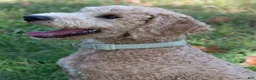 Goldendoodle dogs for sale: Buddy - Ad 5