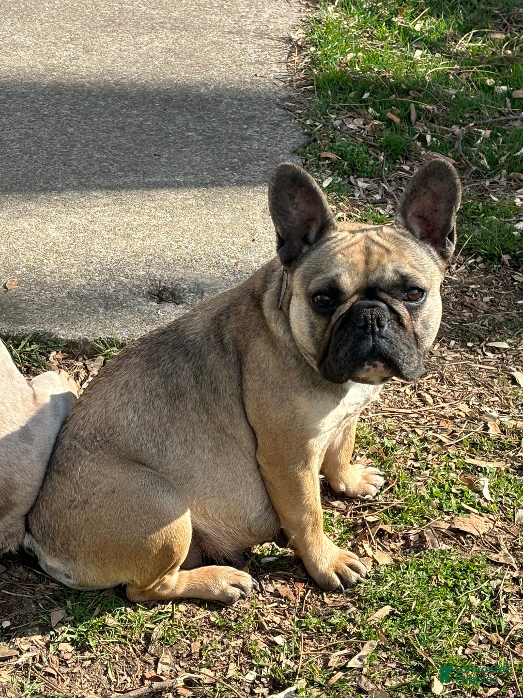 French Bulldog dogs for sale: French Bulldog Puppy 2 - Ad 5