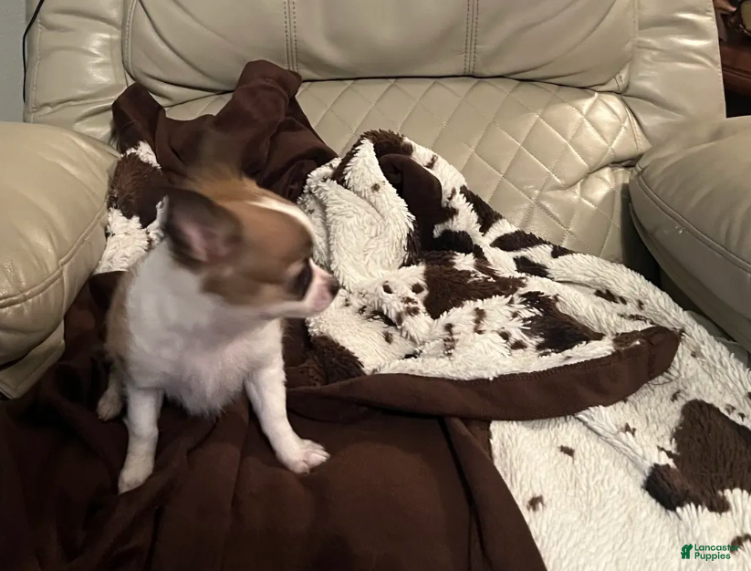 Chihuahua dogs Dolly - Ad 1