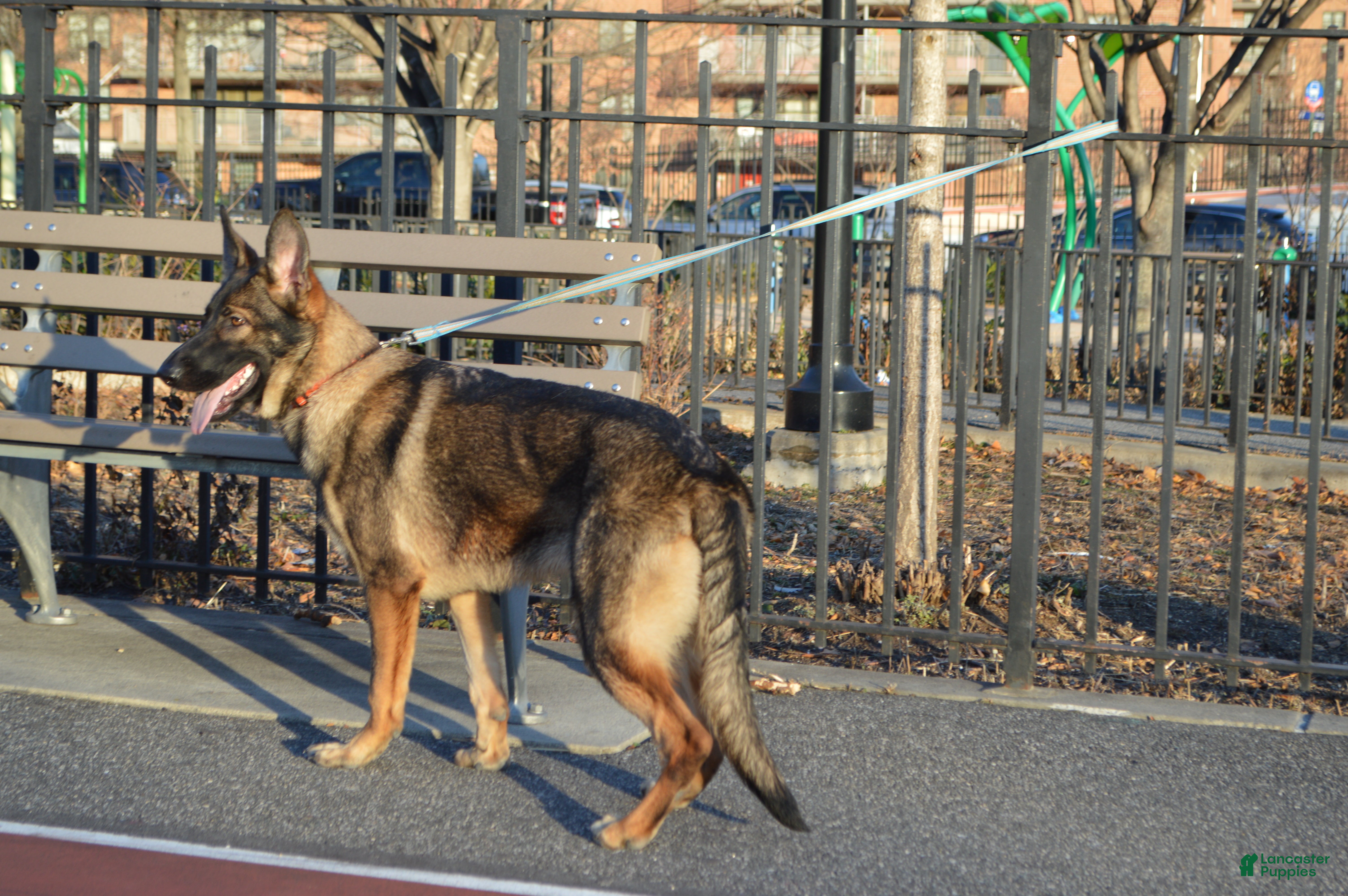 German Shepherd dogs Yellow - Ad 27