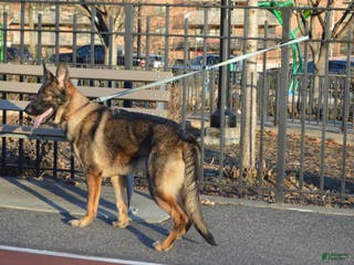 German Shepherd dogs Yellow - Ad 2