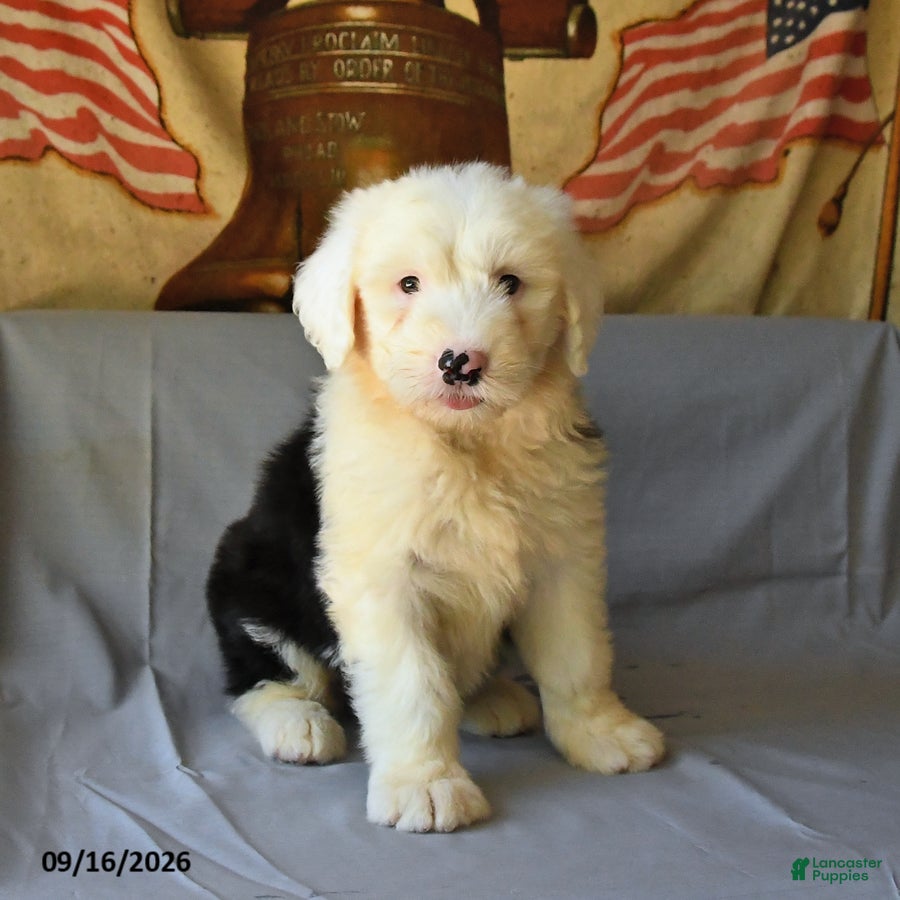 Old English Sheepdog dogs Fly   - Ad 2
