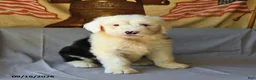 Old English Sheepdog dogs for sale: Fly   - Ad 2