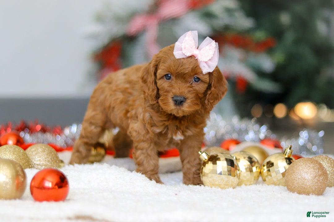 Cockapoo dogs for sale: Tammy - Ad 6