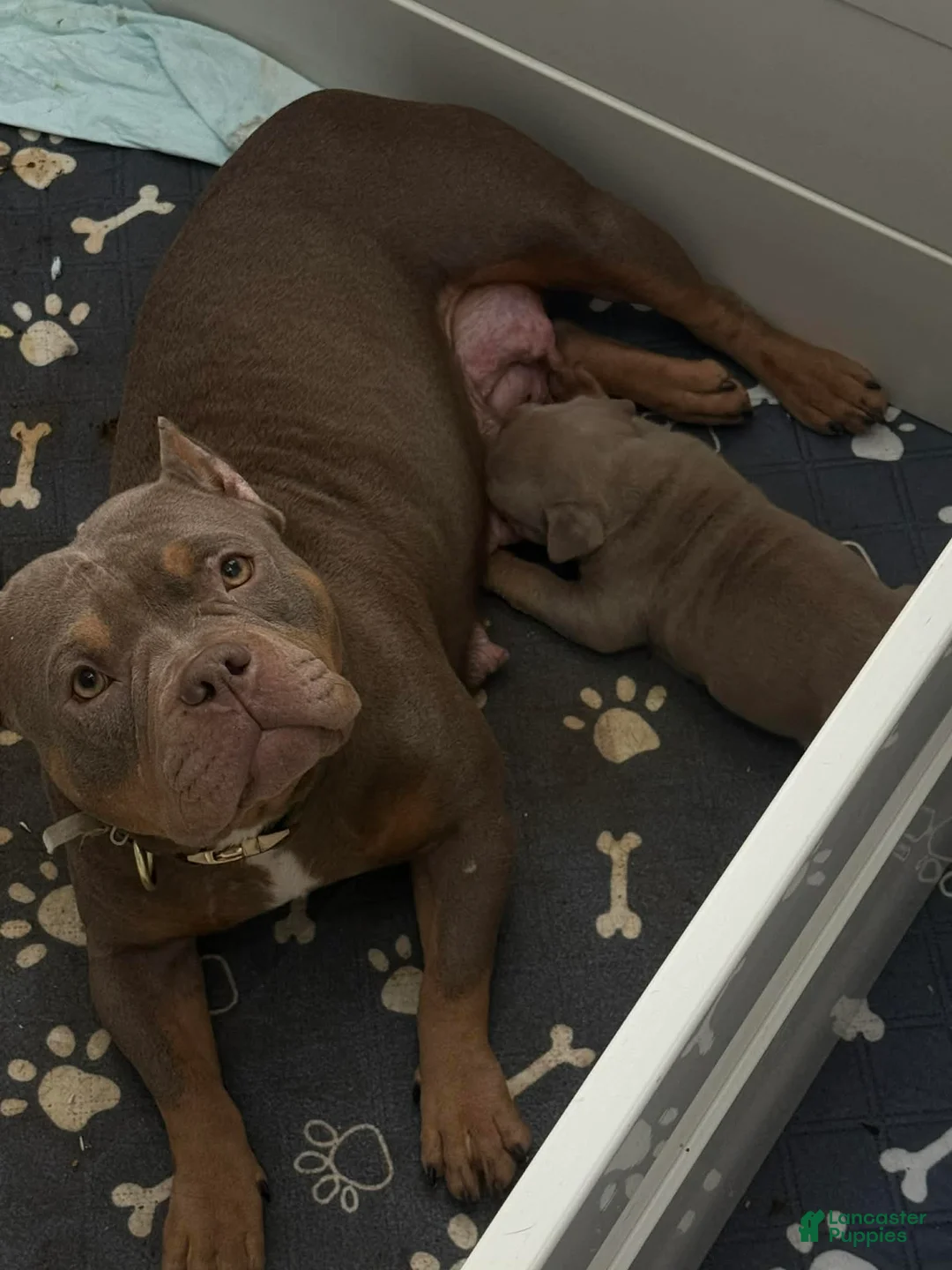 American Bully dogs for sale: American Bully Puppy 1 - Ad 2