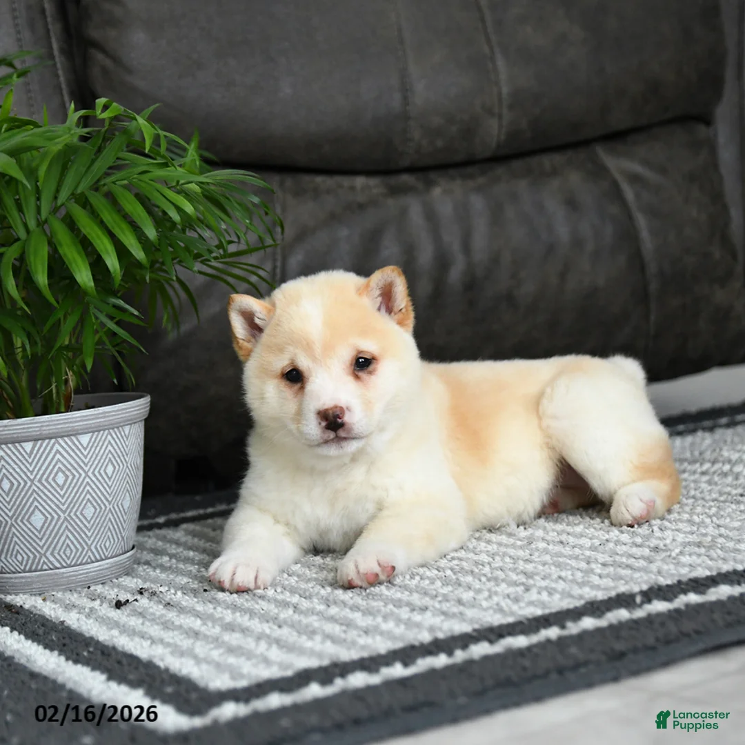 Shiba Inu dogs for sale: Biscuit - Ad 2