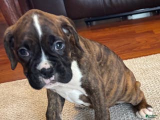 Boxer dogs Boxer Puppy 4 - Ad 32