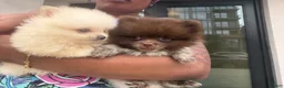 Pomeranian dogs for sale: Pomeranian 3 - Ad 1