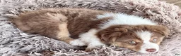 Australian Shepherd dogs for sale: AKC 7 Reba "Runt" - Ad 3
