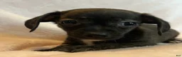 Chiweenie dogs for sale: Beatrice - Ad 7