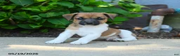 Jack Russell Terrier dogs for sale: Reuben - Ad 3