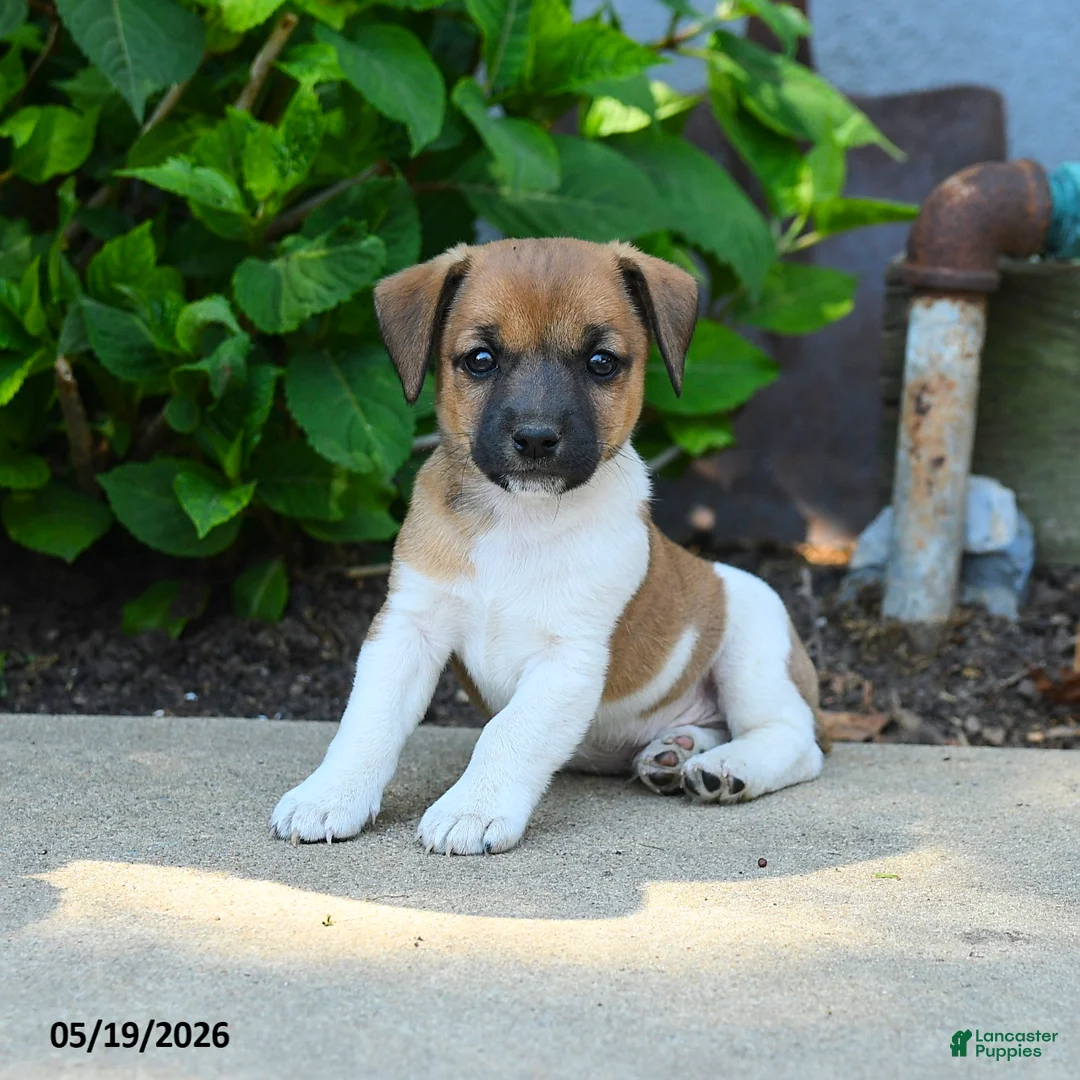 Jack Russell Terrier dogs for sale: Reuben - Ad 3