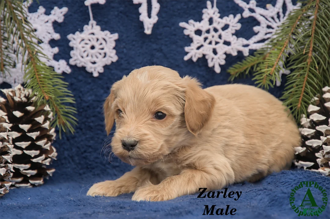 Mini Goldendoodle dogs for sale: Zarley - Ad 3