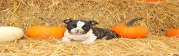 Boston Terrier dogs for sale: Justin - Ad 5
