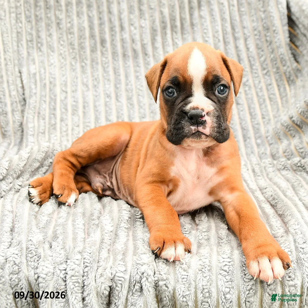 Boxer dogs for sale: Leo - Ad 3