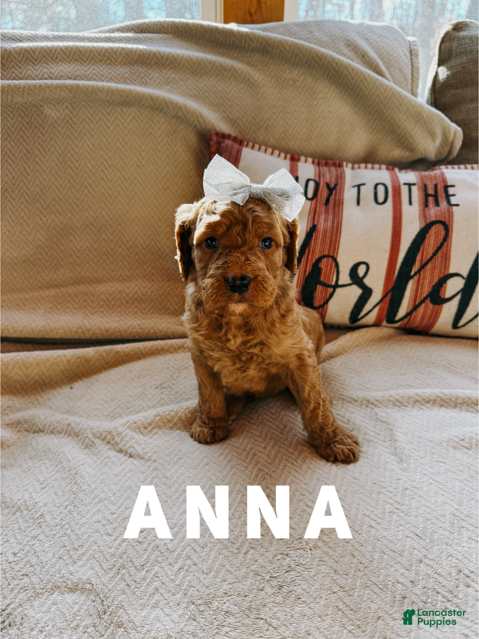 Goldendoodle dogs Anna - Ad 34