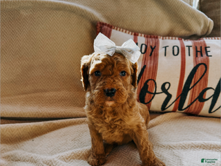 Goldendoodle dogs Anna - Ad 39