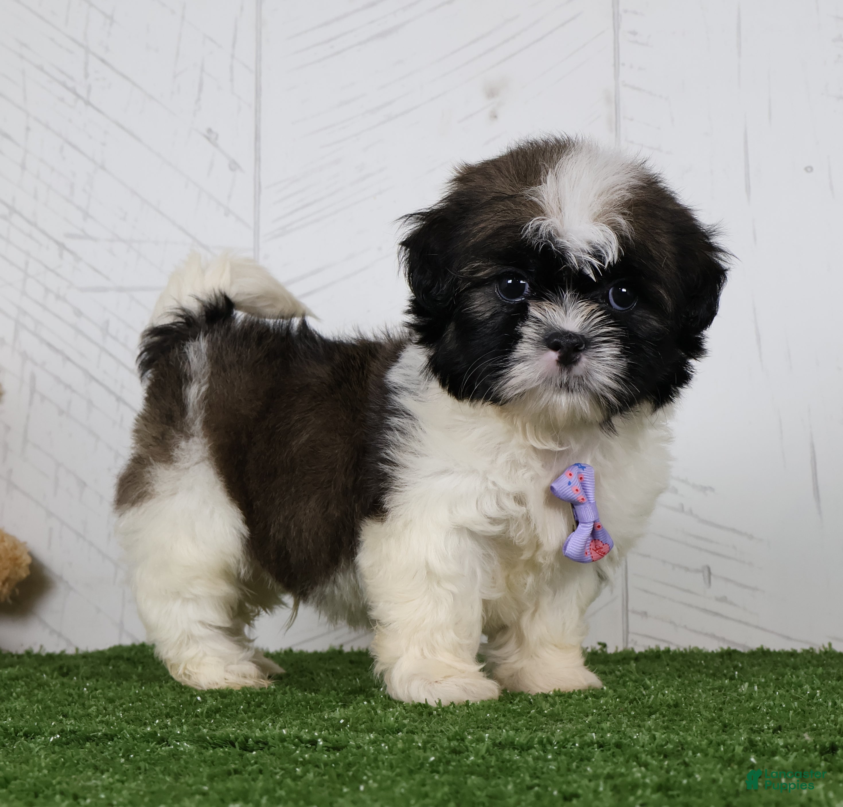 Shih Tzu dogs Denzel - Ad 1