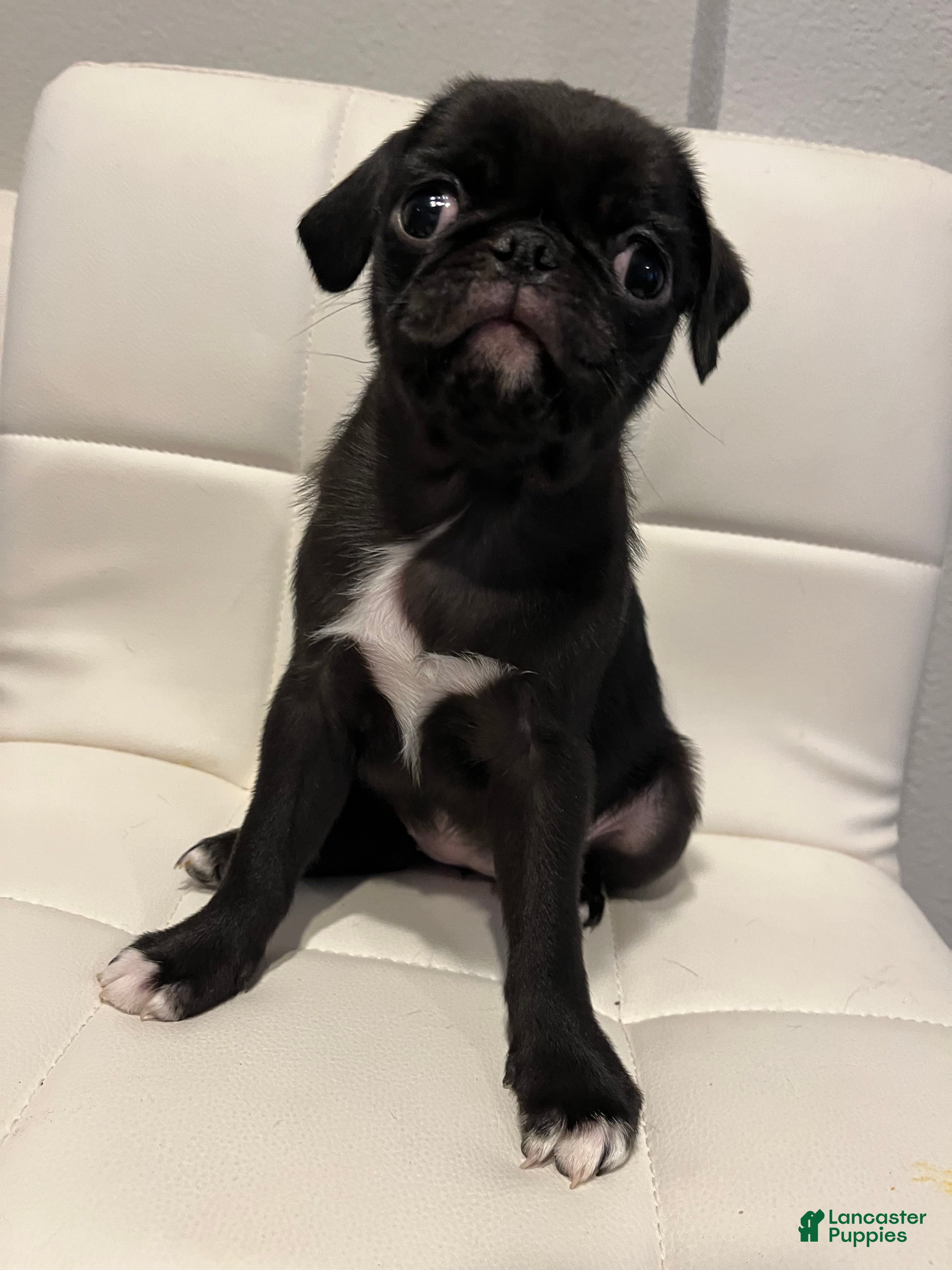 Pug dogs Jackie - Ad 11