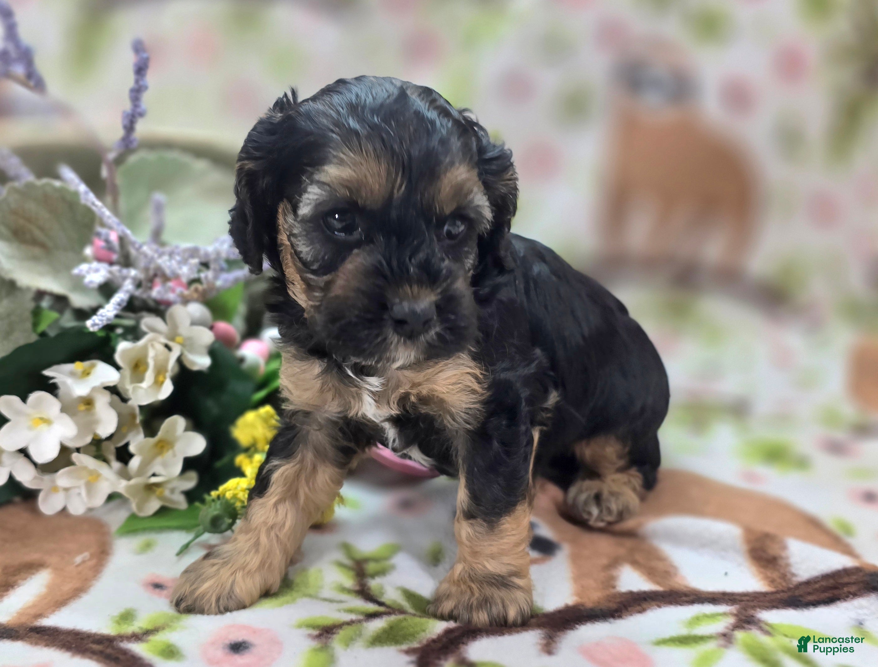 Cockapoo dogs Batty - Ad 16