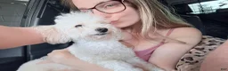 Toy Poodle dogs for sale: Toy Poodle 2 - Ad 4