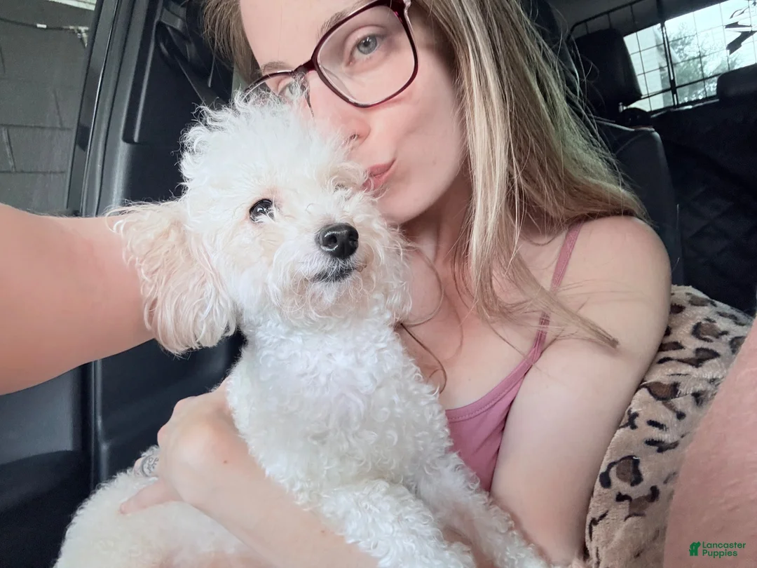 Toy Poodle dogs for sale: Toy Poodle 2 - Ad 4