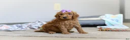 Standard Poodle dogs for sale: Hazel AKC - Ad 4
