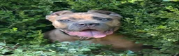 Cane Corso dogs for sale: Boy 5 - Ad 3