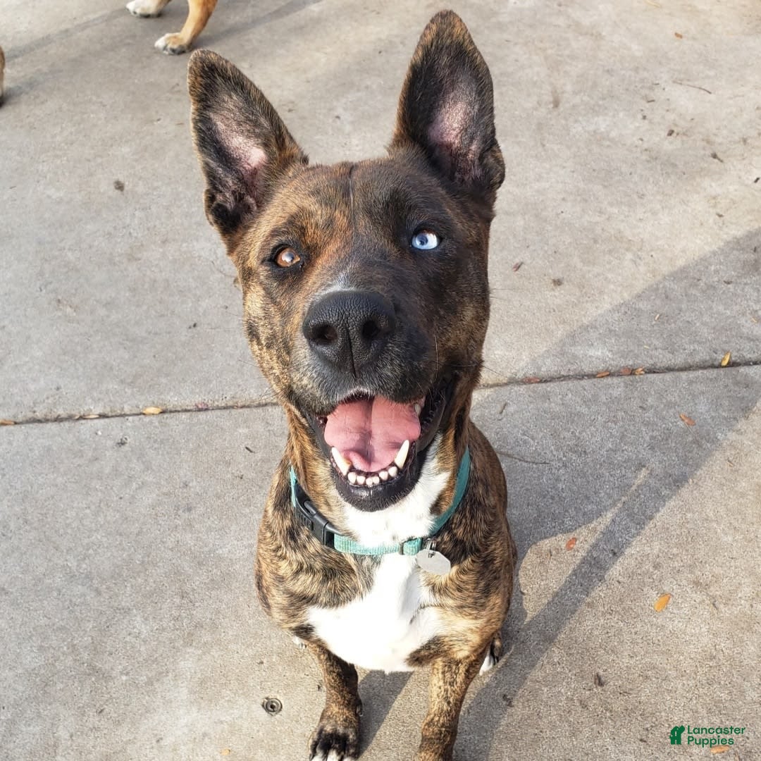 Gallery Image {{count}}