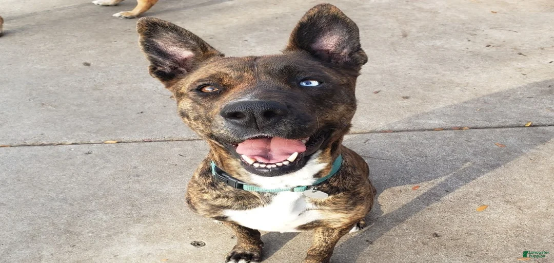 Gallery Image {{count}}