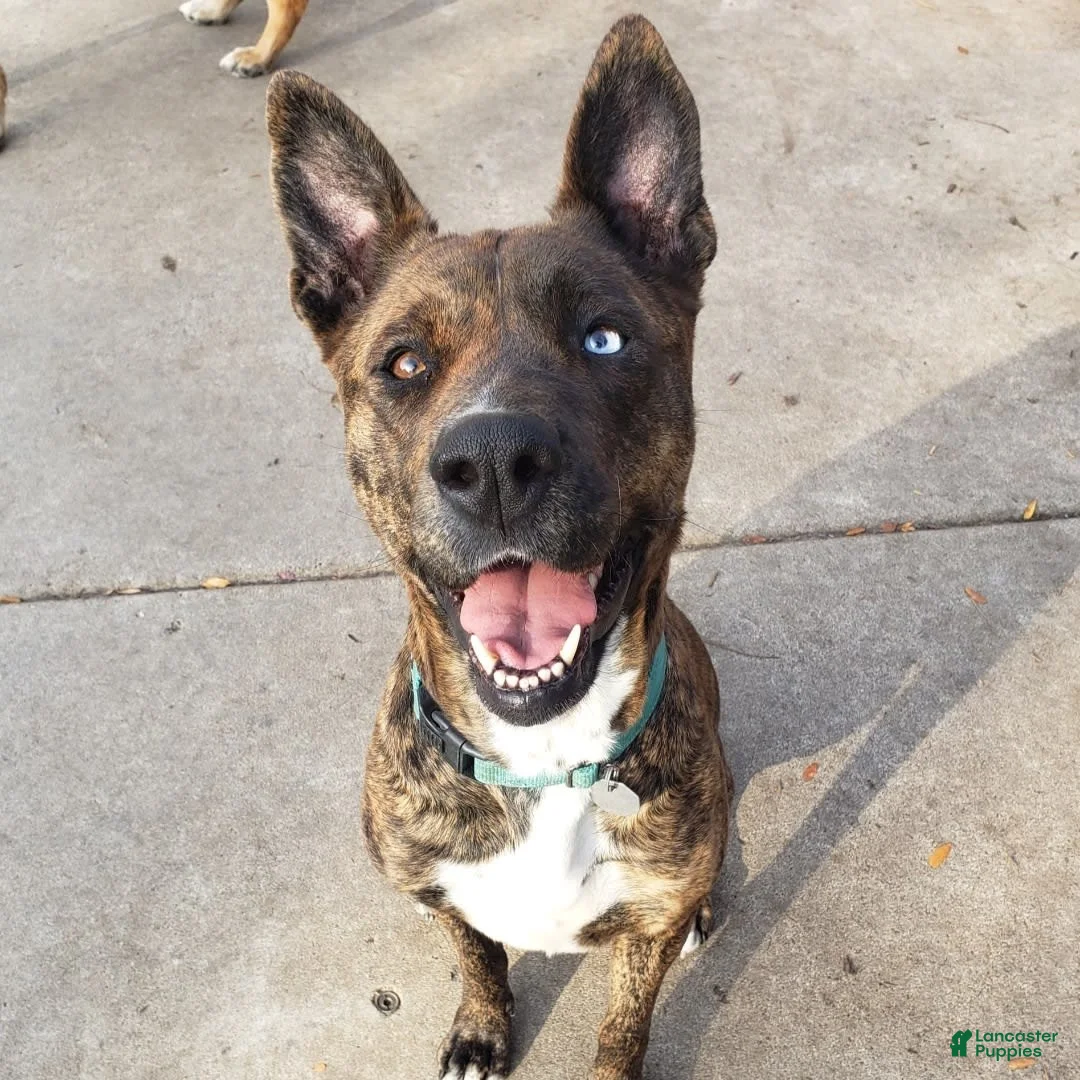 Gallery Image {{count}}