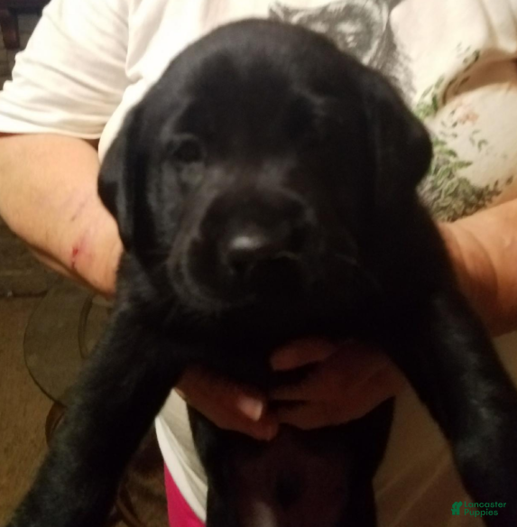 Oscar